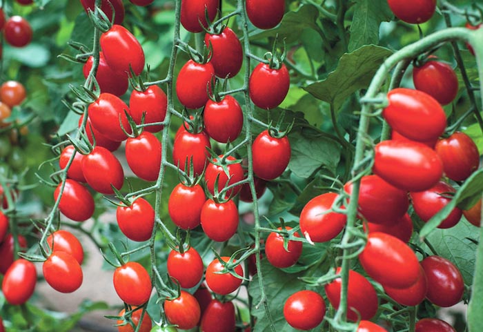 why-tomato-americas-favorite-produce